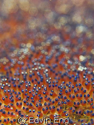 Starry... Starry Nite... Taken in Anilao with Canon G9, I... by Edvin Eng 